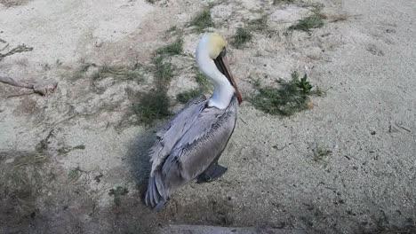 Florida-Pelican-On-The-Gound