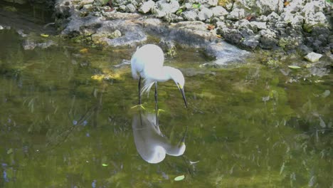 Florida-Egret-Poses-Over-Reflection