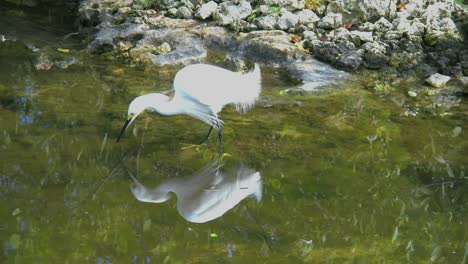 Florida-Egret-Reflected-In-Dark-Water
