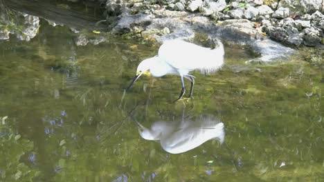 Florida-Egret-Reflected-In-Water