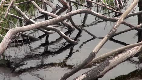 Florida-Marsh-Dead-Branches-In-Water