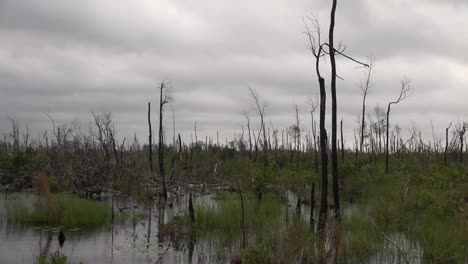 Florida-Sumpfansicht-Toter-Bäume-Und-Grün-Unter-Grauen-Wolken