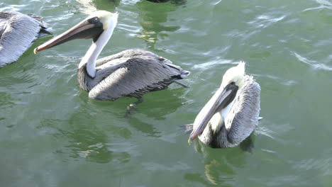 Pelícanos-De-Florida-Nadando