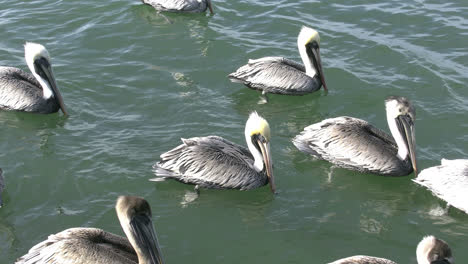 Florida-Pelicans-Zooms-In