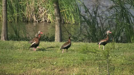 Louisiana-Ducks-Walking