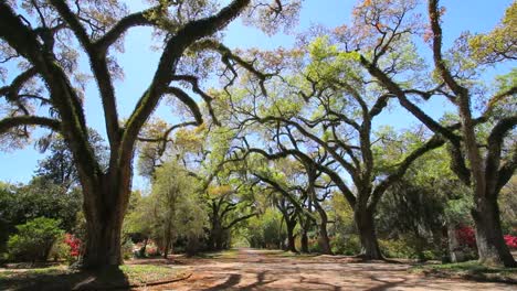 Louisiana-Rosedown-Plantation-Alley-Of-Live-Oaks