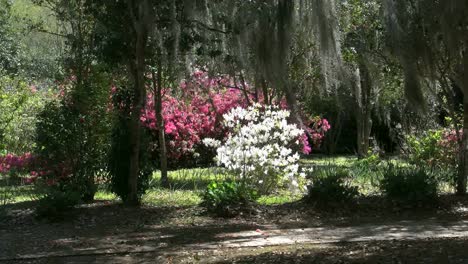 Louisiana-Rosedown-Plantation-Gardens-White-And-Pink-Azaleas