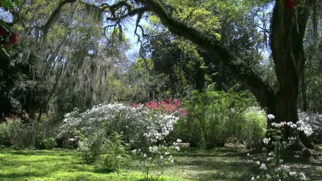 Louisiana-Rosedown-Plantage-Gärten-Mit-Azaleen