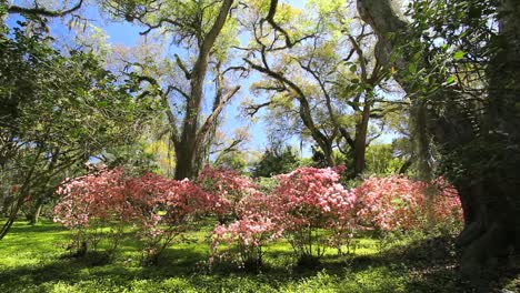 Louisiana-Rosedown-Plantage-Gärten-Mit-Blühenden-Azaleen