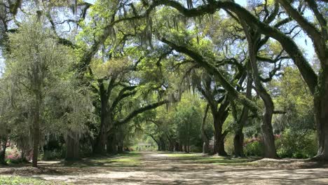 Louisiana-An-Oak-Alley-In-The-Rosedown-Plantation-Gardens