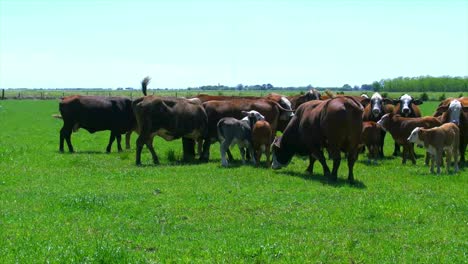 Louisiana-Rinder-Mit-Stierdrehung