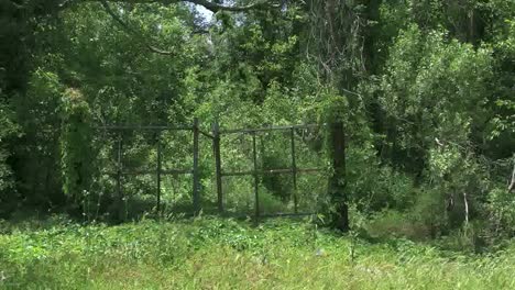 Louisiana-Gate-To-Overgrown-Woodland