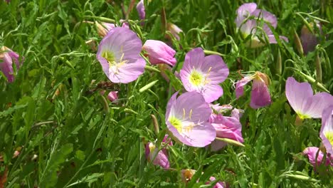 Louisiana-Rosa-Butterblumen-Im-Wind