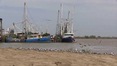 Louisiana-Garnelenboote-Und-Vögel-Fliegen