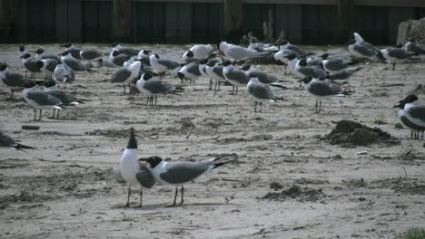 Sea-Gulls-Courting
