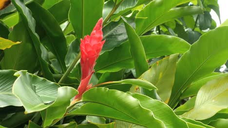 Amerikanisch-samoa-Rote-Ingwerpflanze