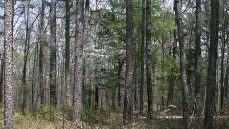 Arkansas-Pine-Forest-With-Dogwood