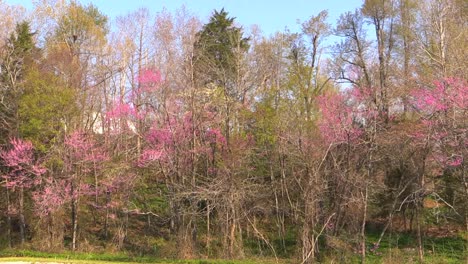 Arkansas-Redbud-Trees-In-Woods