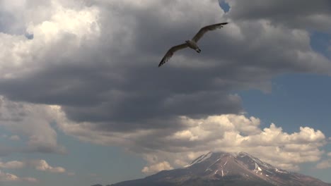 Kalifornien-Mt-Shasta-Unter-Wolken-Vogel-Fliegt-In-Richtung-Kamera-Verlangsamt