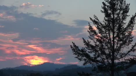 California-Tree-And-Sunset