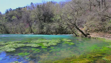 Missouri-Current-River-And-Water-Weeds-At-Big-Spring