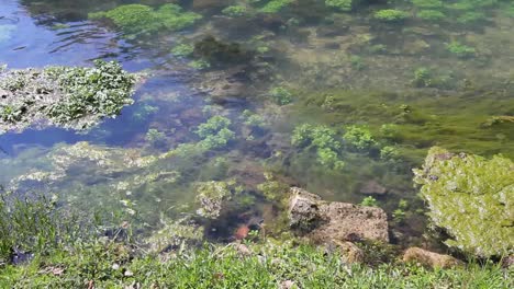 Missouri-Current-Río-Vegetation-In-Clear-Water-At-Big-Spring