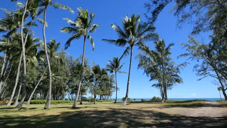 Oahu-Waimanalo-Palm-Trees