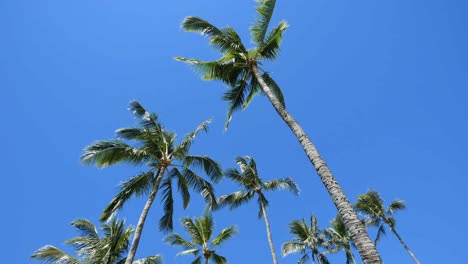 Palmas-De-Oahu-Elevándose-En-Un-Cielo-Azul