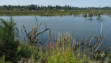 Oregon-Columbia-River-Backwater-Dead-Tree-Pan