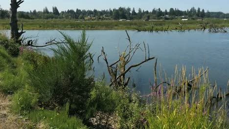 Oregon-Columbia-River-Backwater-Edge-Of-Pond