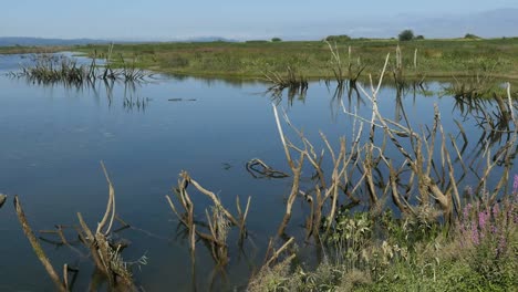 Oregon-Columbia-River-Backwater-Pond-With-Sticks