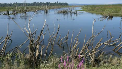 Oregon-Columbia-River-Backwater-With-Dead-Trees