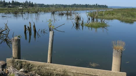 Oregon-Columbia-River-Backwater-With-Posts