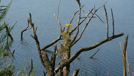 Oregon-Columbia-River-Dead-Tree-With-Flower