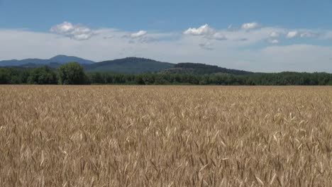 Oregon-Willamette-Valley-Wheat-Field