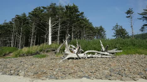 Oregon-Coast-Boy-Plays-On-Dead-Tree
