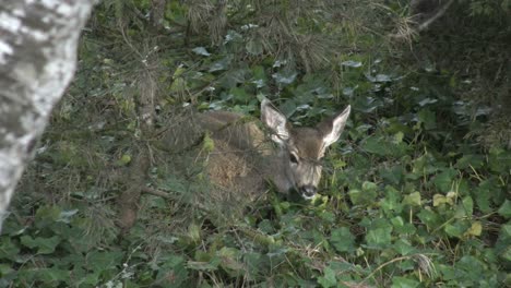 Oregon-Hirsch-Versteckt-Sich-Hinter-Kiefernnadeln