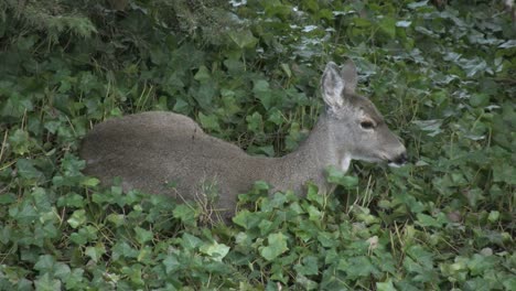 Oregon-Deer-In-Ivy-Blinks-Eye-And-Wiggles-Ears