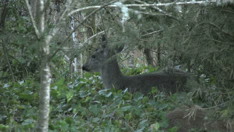 Oregon-Deer-In-Ivy-Hidden-By-Tree