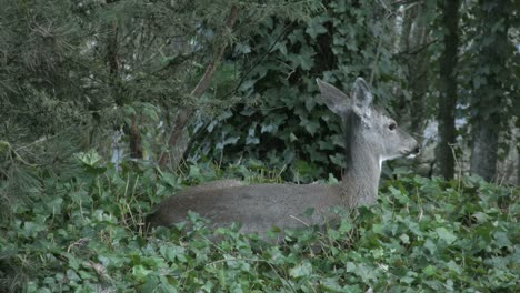 Oregon-Deer-In-Ivy-Turns-Head