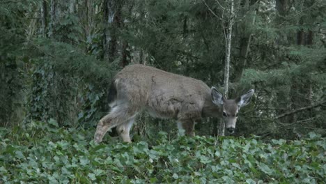 Oregon-Deer-In-Woods-Eats-Ivy