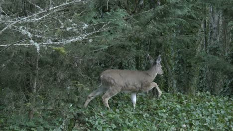 Oregon-Deer-Walks-Past-In-Woods