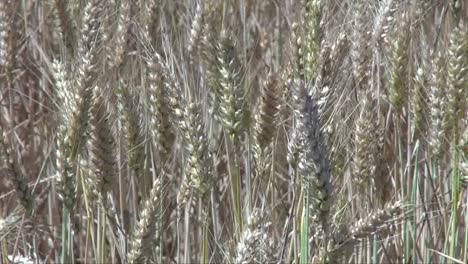 Oregon-Ripe-Wheat-Detail