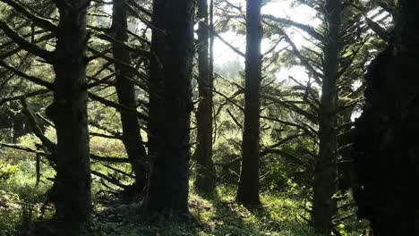 Oregon-Fichtenwälder-An-Der-Küste