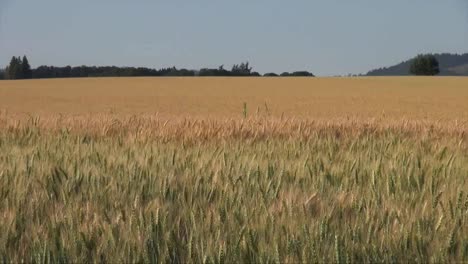 Oregon-Two-Varieties-Of-Wheat