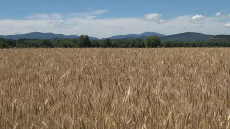 Oregon-Valley-Wheat-Farm