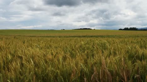 Oregon-Wheat-Field-In-Summer