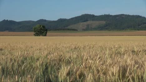Oregon-Weizen-Mit-Hügeln-Jenseits-Des-Tals