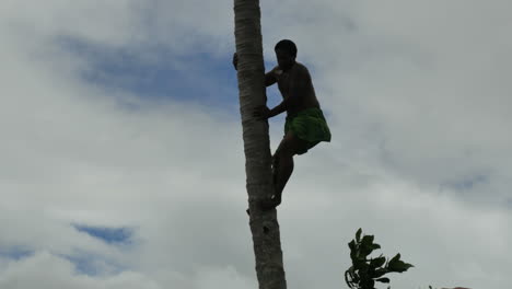 Samoa-Climbing-Down-Coconut-Palm