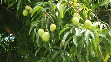 Samoa-Mangos-En-árbol